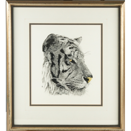 170 - MICHELE CHOPIN ROOSEVELT PEN AND BLACK INK DRAWING Head of a tiger Signed with monogram Image 12½