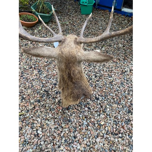 416 - Red Stag Taxidermy - Section S10