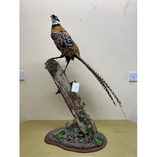 418 - Pheasant taxidermy - Section S9