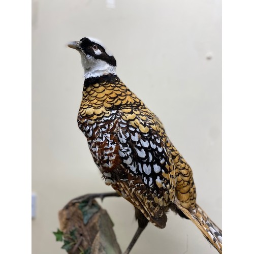 418 - Pheasant taxidermy - Section S9