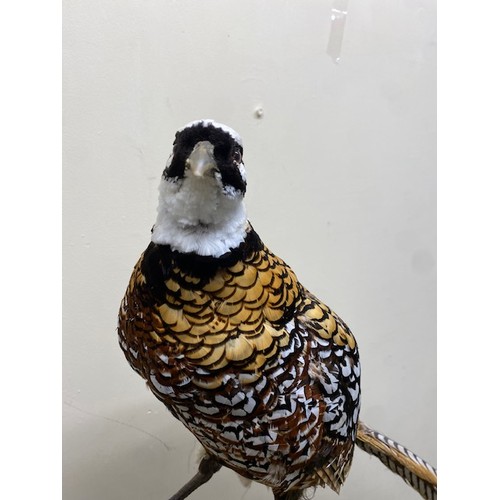 418 - Pheasant taxidermy - Section S9