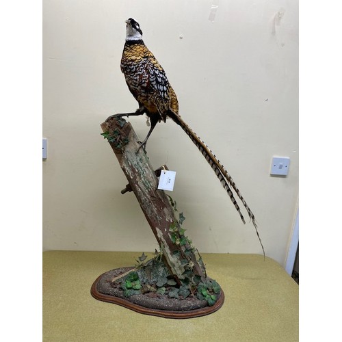 418 - Pheasant taxidermy - Section S9