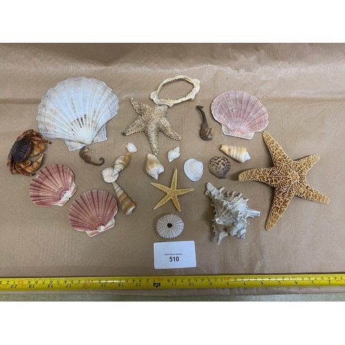 510 - Collection of Shells & Starfish - Section O7