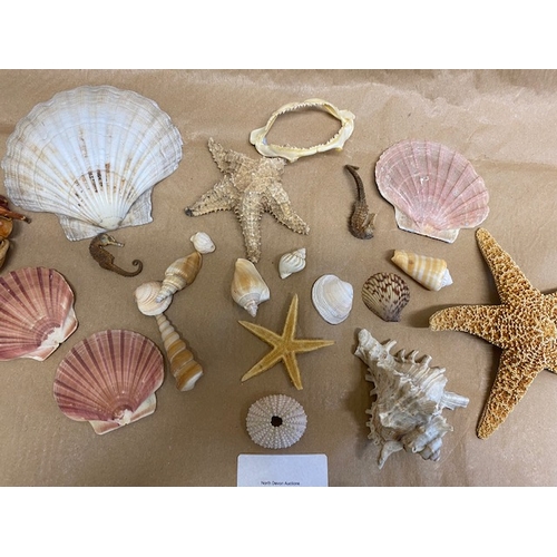 510 - Collection of Shells & Starfish - Section O7