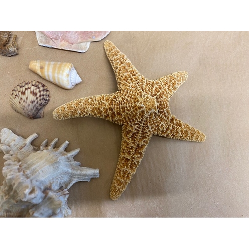 510 - Collection of Shells & Starfish - Section O7