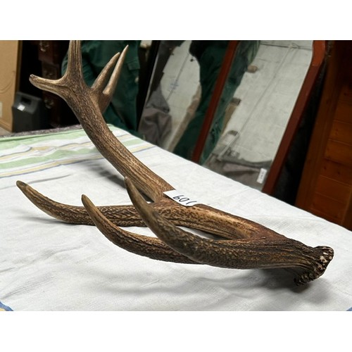 109 - Antler  - Viewing section: S6