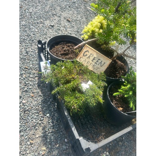 92 - Selection of conifers