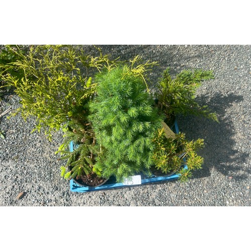 93 - Selection of conifers