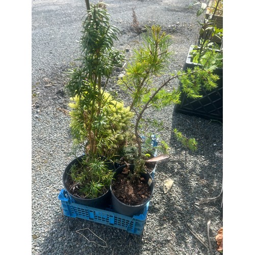 86 - Selection of conifers