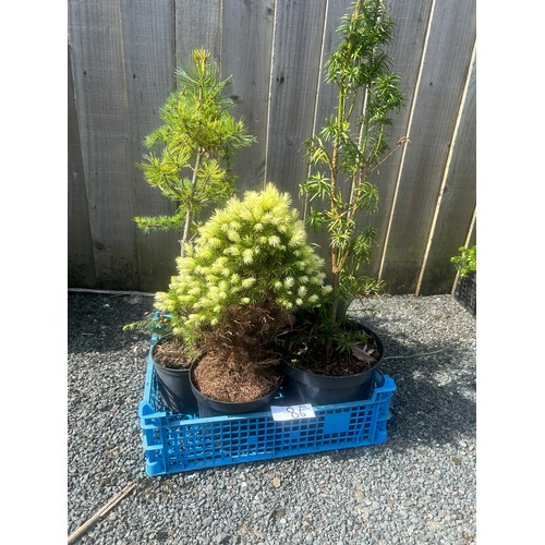 86 - Selection of conifers