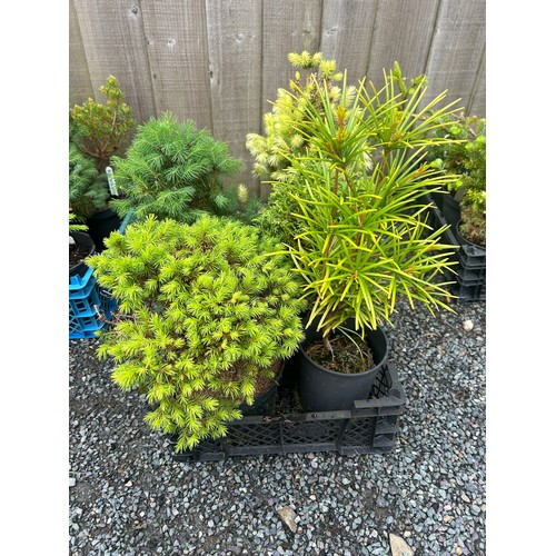 94 - Selection of conifers