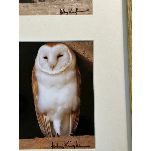 247 - Framed and signed Johnny Kingdom owl photographs