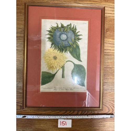 Lot 151       