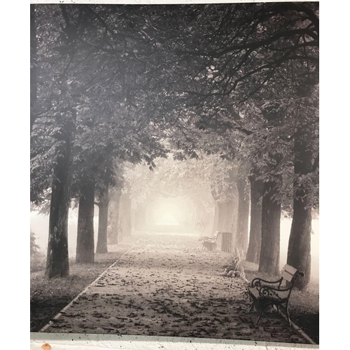 220 - PAIR OF CANVASS PRINTS SHOWING A WOODLAND SCENE 90 CM X 90 CM