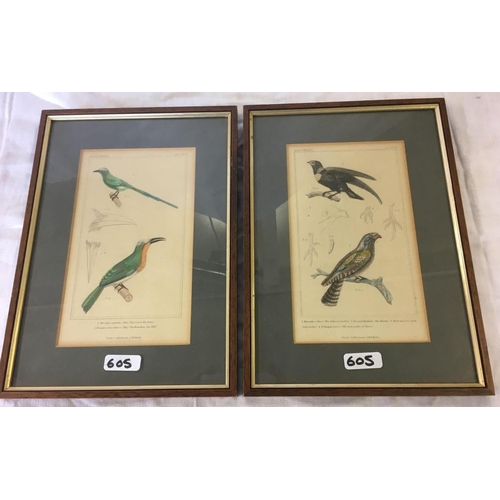 605 - A GROUP OF 4 HAND COLOURED ANTIQUE ENGRAVINGS OF BIRDS INCL. SWALLOW AND BLACK WOODPECKER