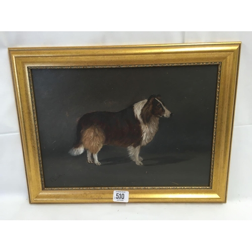 510 - OIL PAINTING ON BOARD OF A SHETLAND SHEEPDOG SIGNED T EARL