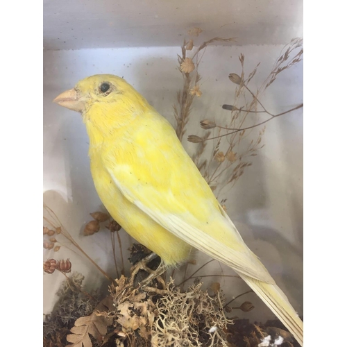 499 - STUFFED CANARY IN DISPLAY CASE