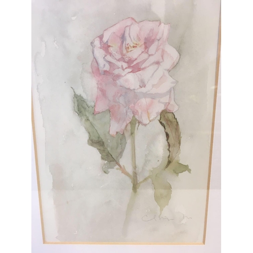 518 - 3 STUDIES OF ROSES IN ONE FRAME, INDISTINCTLY SIGNED