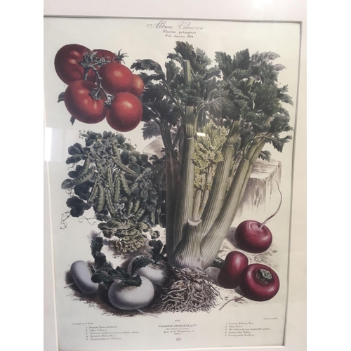 482 - 2 X F/G POSTERS OF FRENCH VEGETABLES