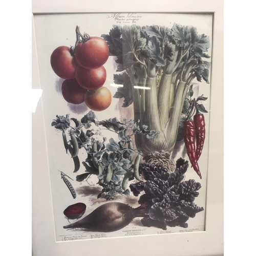 482 - 2 X F/G POSTERS OF FRENCH VEGETABLES