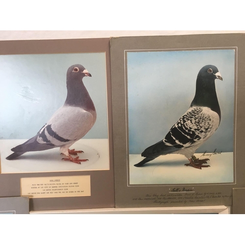 35 - 6 PICTURES OF PIGEON RACING  WINNERS PRESENTATION PLATE, SMALL MEDALLION & 1 PAINTED PICTURE OF WINN... 