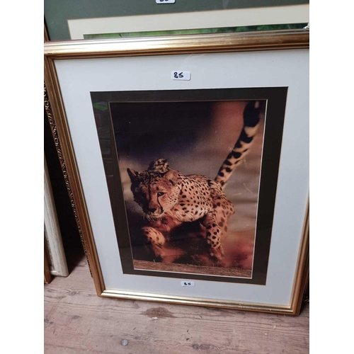 85 - 6 F/G PICTURES OF VARIOUS SIZES OF LEOPARDS INCL; SNOW LEOPARD