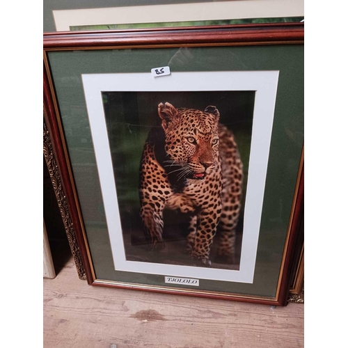 85 - 6 F/G PICTURES OF VARIOUS SIZES OF LEOPARDS INCL; SNOW LEOPARD