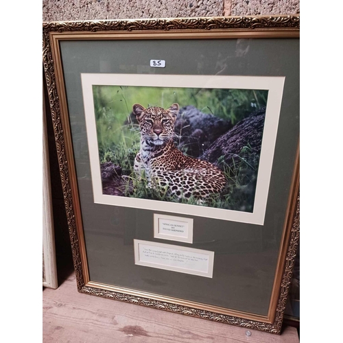 85 - 6 F/G PICTURES OF VARIOUS SIZES OF LEOPARDS INCL; SNOW LEOPARD