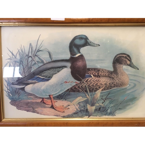 497 - 2 F/G DUCK PICTURES, AN OIL OF SHORELAND SCENE & FRAMED OIL OF HORSE RACING BY JL LEMONNIER