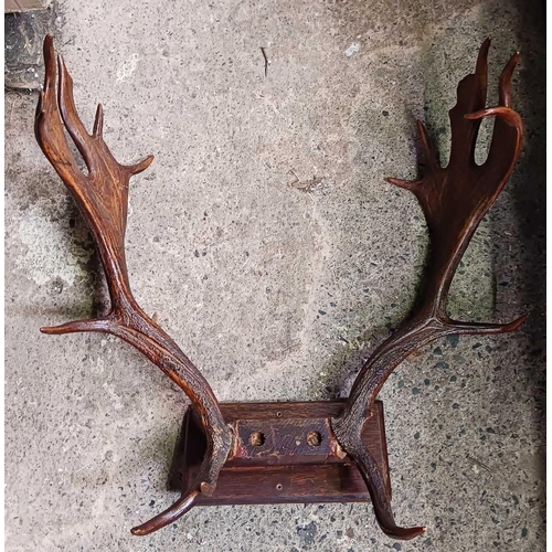 161 - SET OF FALLOW DEER ANTLERS, PAIR OF RED DEER ANTLERS