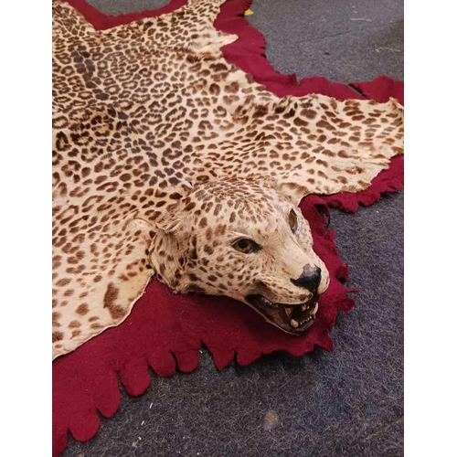 269 - OLD LEOPARD SKIN RUG WITH BRASS PLAQUE STATING, F.L SHEPHERD TAXI BHOWALI