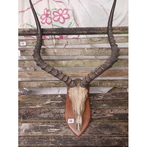 236 - PAIR OF KUDU HORNS & SKULL MOUNTED ON PLAQUE