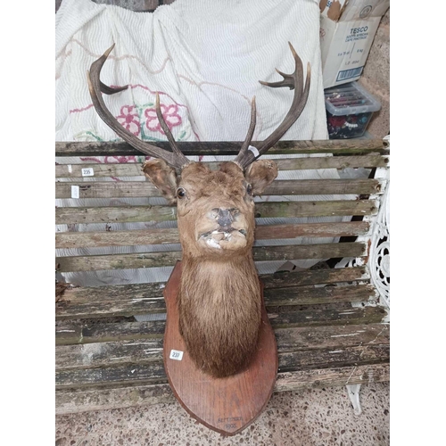 237 - STAG HEAD & HORNS MOUNTED ON PLAQUE