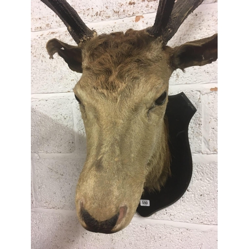 590 - MOUNTED STAG HEAD