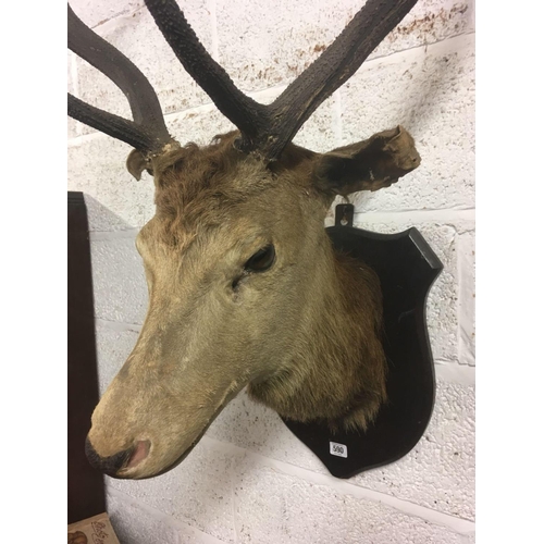 590 - MOUNTED STAG HEAD