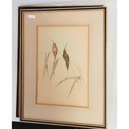 511 - PAIR OF ANTIQUE COLOURED LITHOGRAPHS OF BIRDS WITH FRAMING LABELS FOR KENSINGTON & CHELSEA, 20 X 15'... 