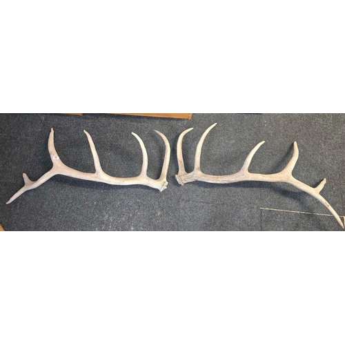 15 - PAIR OF WEATHERED STAG HORNS