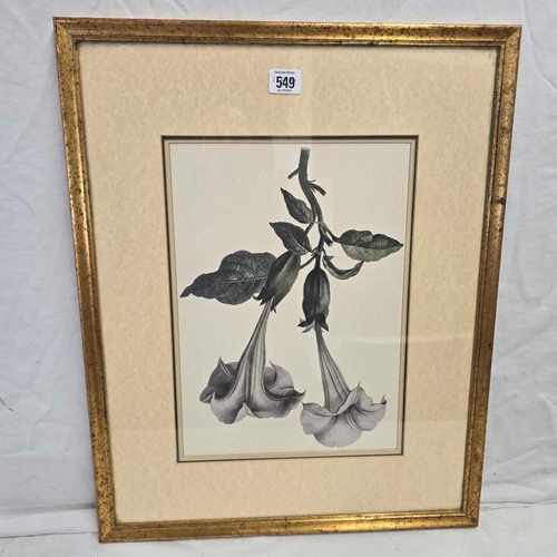 549 - ANTIQUE STUDY OF A DATURA/BRUGMANSIA FLOWER. IN GILT FRAME, 22 X 18''