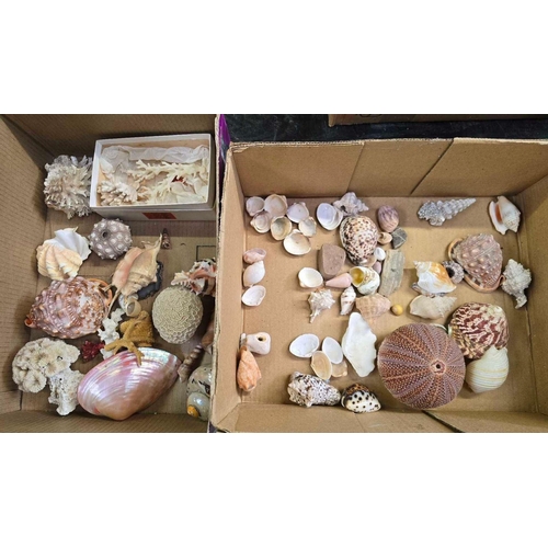 137 - 2 CARTONS OF MISC SEA SHELLS