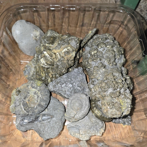 Lot 11        