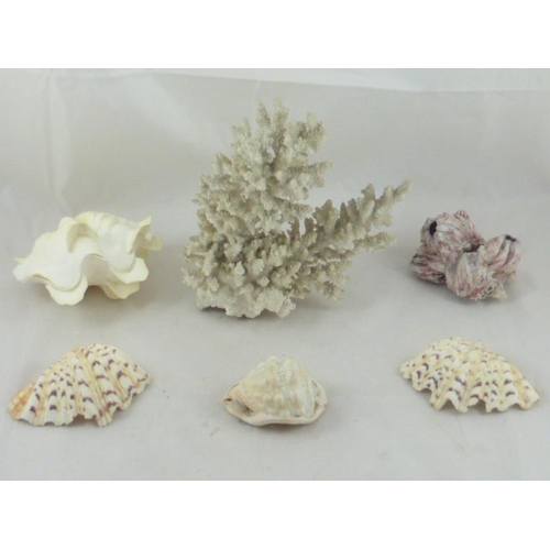 67 - Selection of Various Sea Shells and Natural Coral