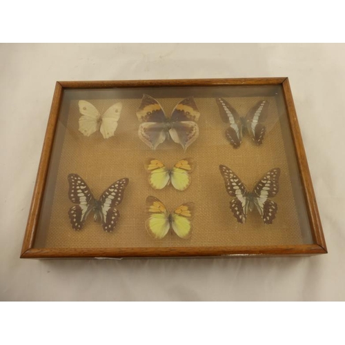 176 - Victoriana Cased and Glazed set of Butterflies