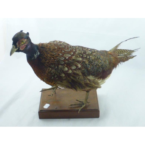 95 - Taxidermy Cock Pheasant Mounted on Wooden Plinth (39cm x 72cm)