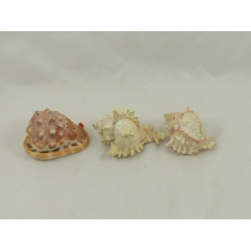 322 - Selection of 3 Natural Sea Shells