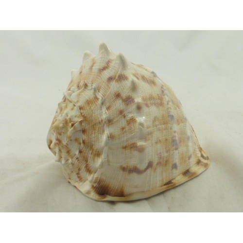 375 - Conch Shell