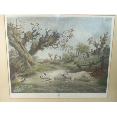 264 - Antique Charles Towne Hand Coloured Engraving of Bull Dogs Chasing Badger (57cm x 46cm)