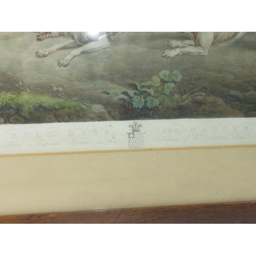 264 - Antique Charles Towne Hand Coloured Engraving of Bull Dogs Chasing Badger (57cm x 46cm)