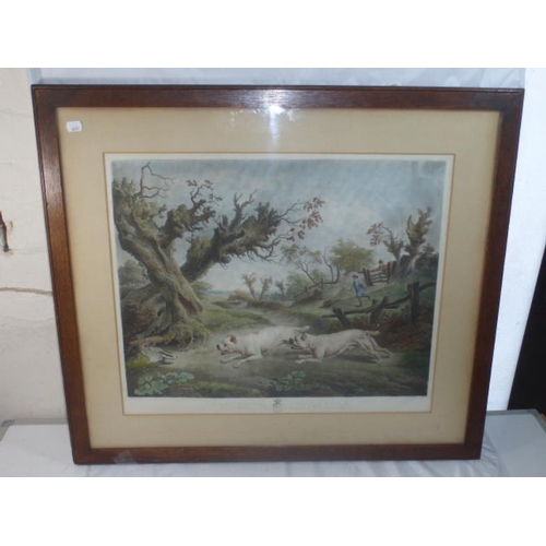 264 - Antique Charles Towne Hand Coloured Engraving of Bull Dogs Chasing Badger (57cm x 46cm)