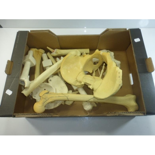 231 - A Box of Anatomical Human Skeletal Teaching Aids