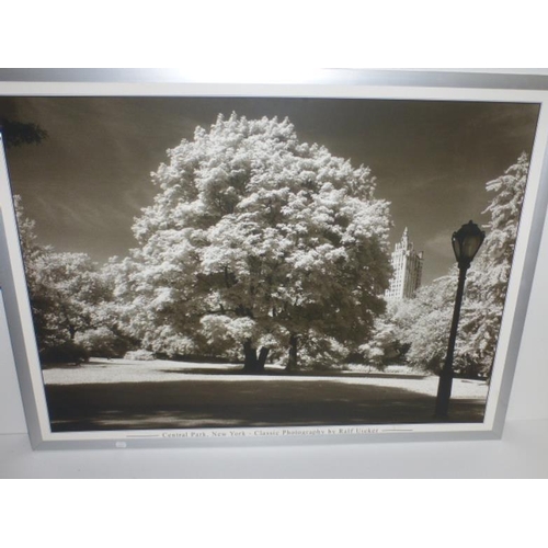 107 - Large Framed Print of Central Park as Photograped by Ralf Uicker  (47.5